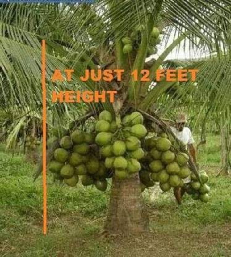 greenhousestore Coconut Plant(Hybrid, Pack of 1)