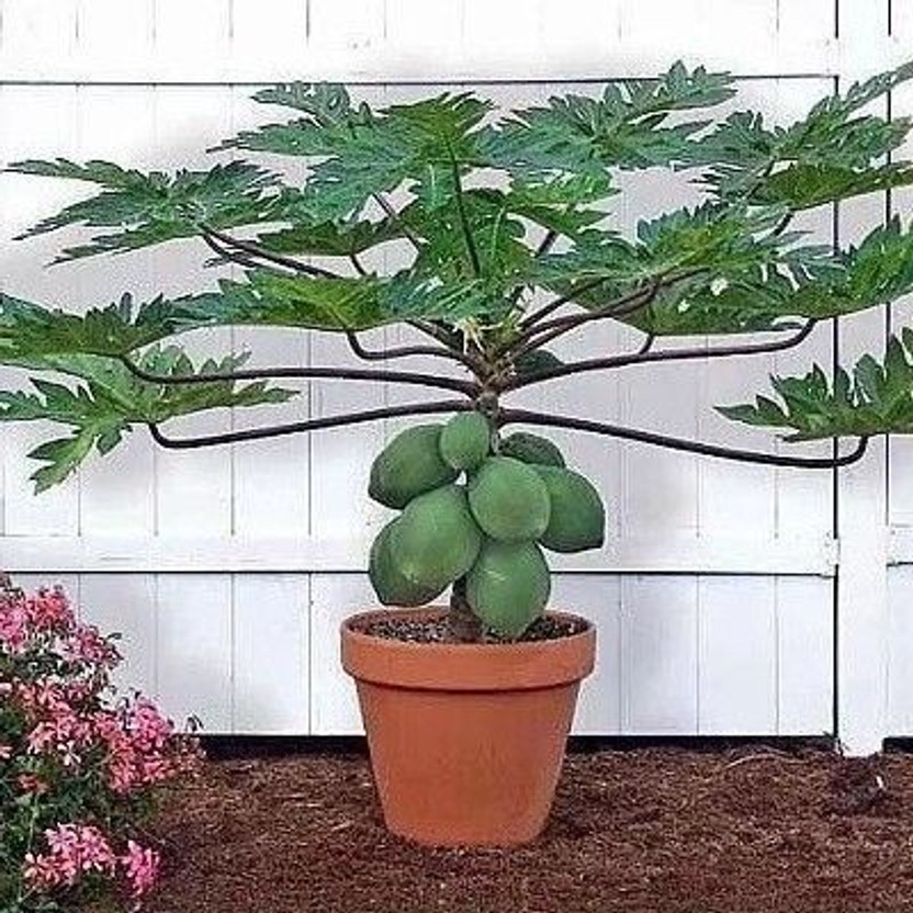 PetalPath Papaya Plant(Hybrid, Pack of 1)