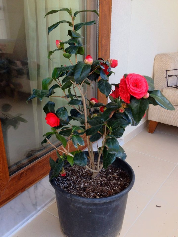 PetalPath ZZ Plant(Hybrid, Pack of 1)