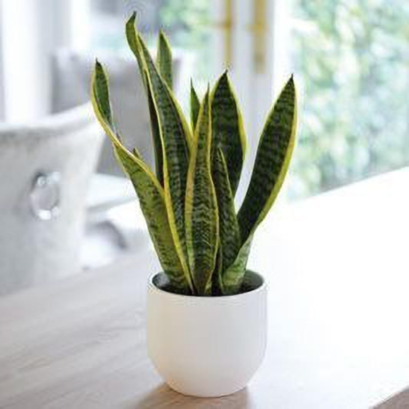 Aclipastal Snake Plant(Hybrid, Pack of 1)