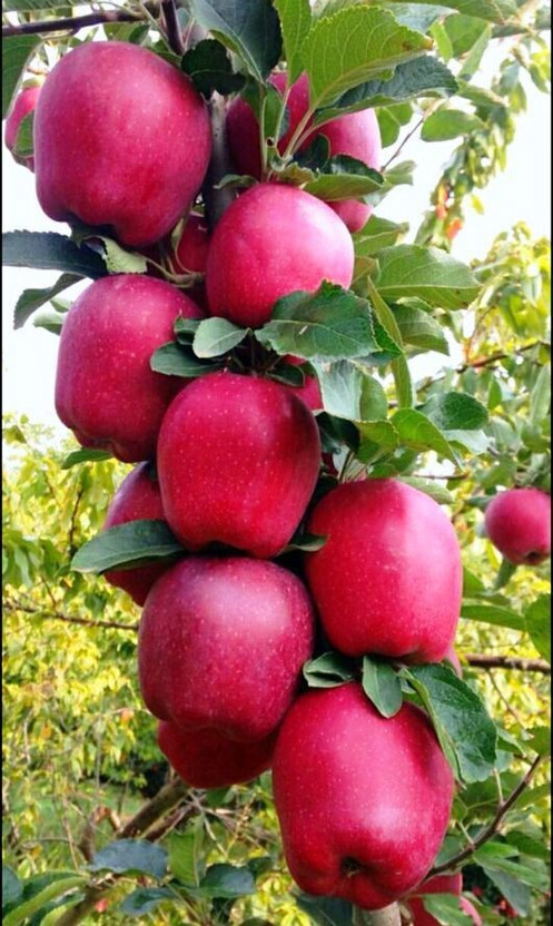 Apple KrishnaNursery Apple Plant  sapling(Hybrid, Pack of 1) - Flipkart Deal