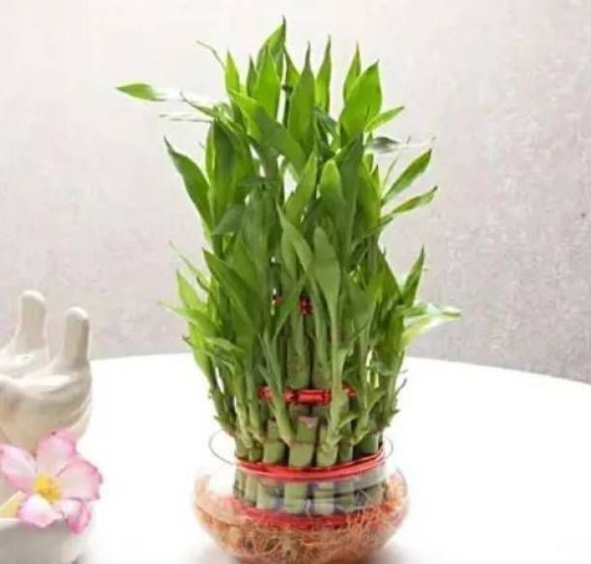 BloomShadow Lucky Bamboo Plant(Pack of 1)