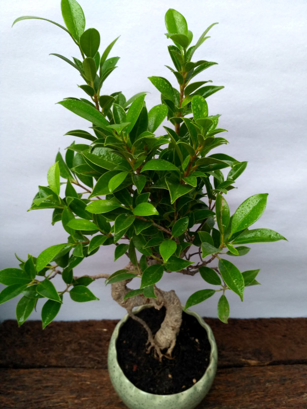 the green dotcom Ficus Plant(Pack of 1)