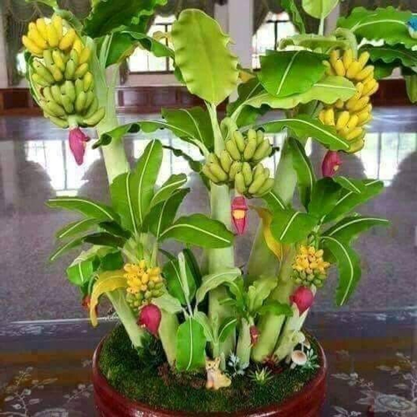 Aclipastal Banana Plant(Hybrid, Pack of 1)