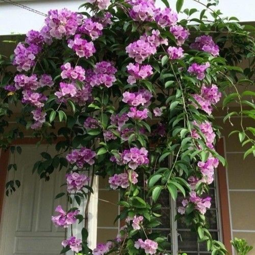 PetalPath Large Garlic Pear Plant  sapling(Hybrid, Pack of 1)