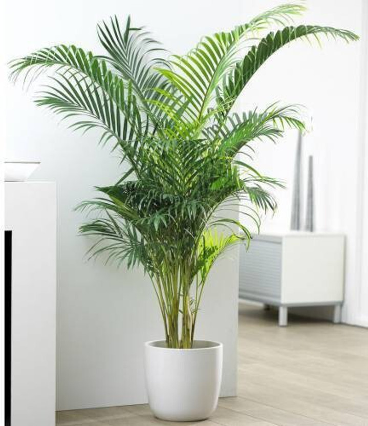 greenhousestore Areca Plam(Hybrid, Pack of 1)