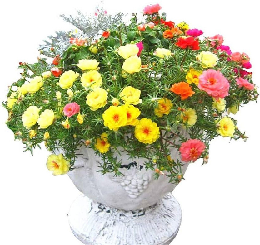Baishnab Portulaca Plant(Hybrid, Pack of 1)