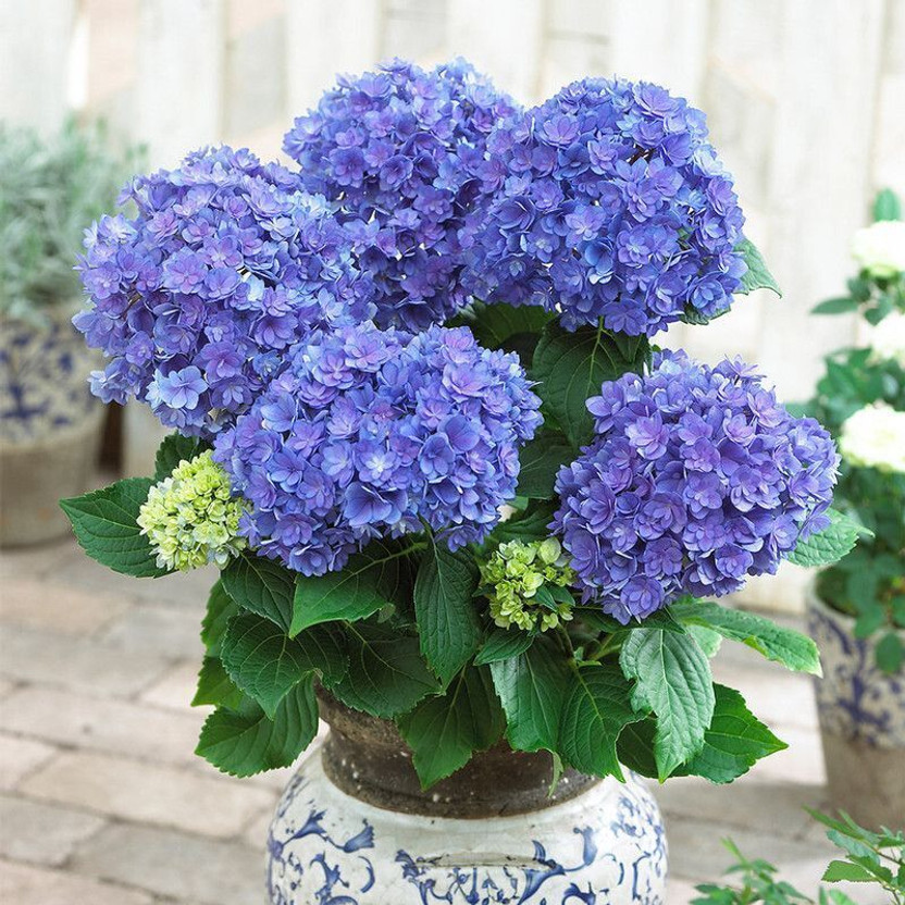 Adrita Hydrangea Plant(Hybrid, Pack of 1)