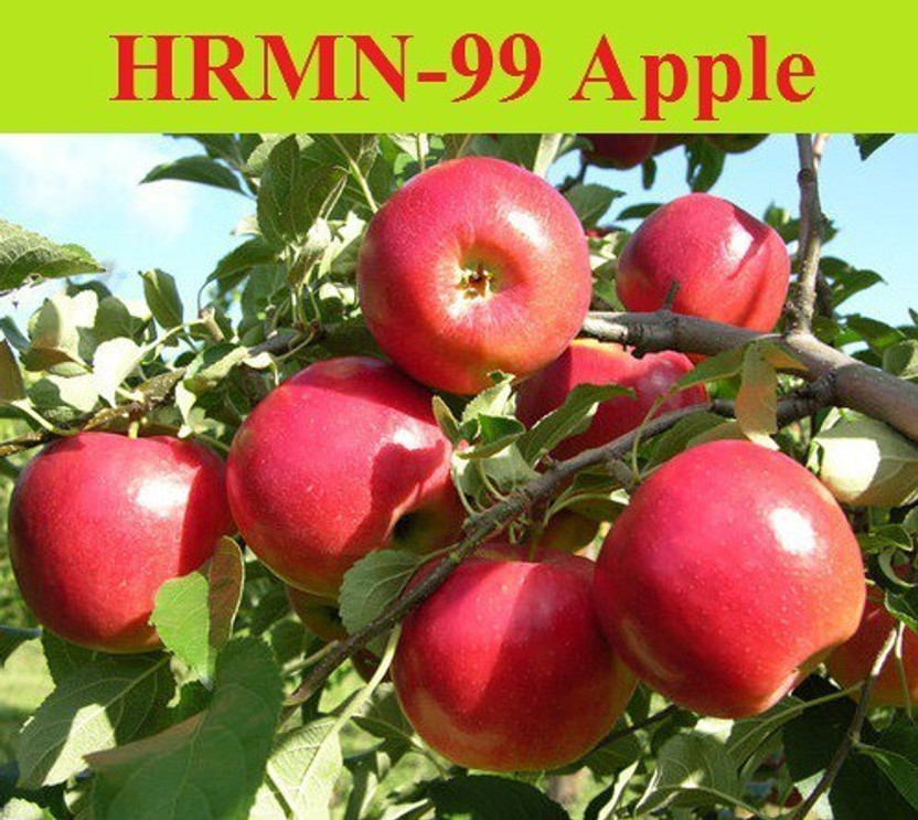 LaughEarth Apple Plant(Hybrid, Pack of 1)