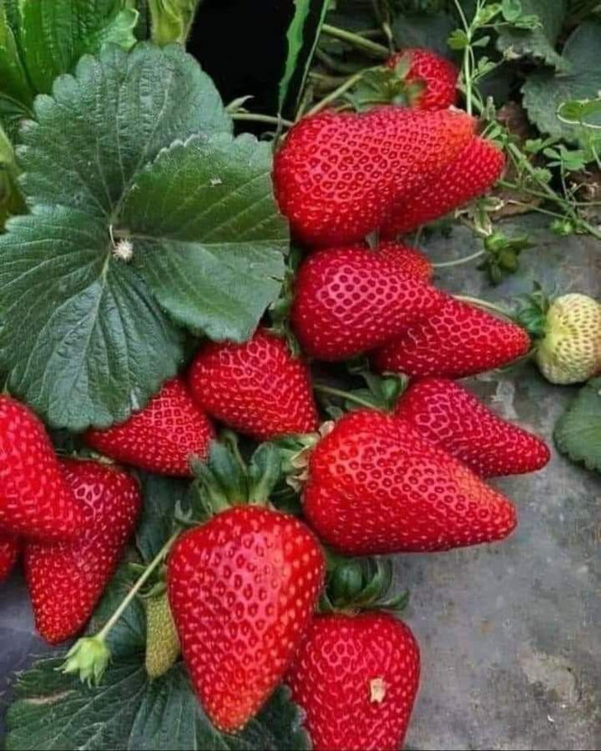 Wrenna Strawberry Plant(Hybrid, Pack of 1)