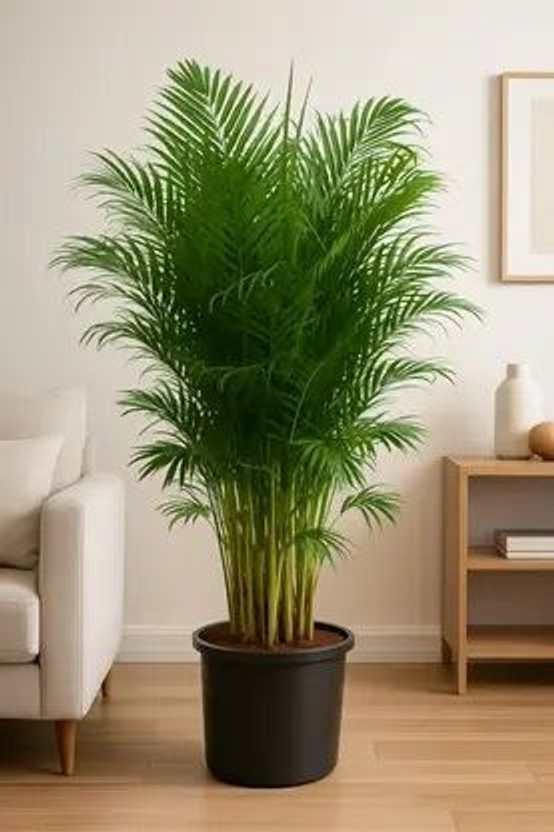 BloomShadow Areca Palm(Hybrid, Pack of 1)