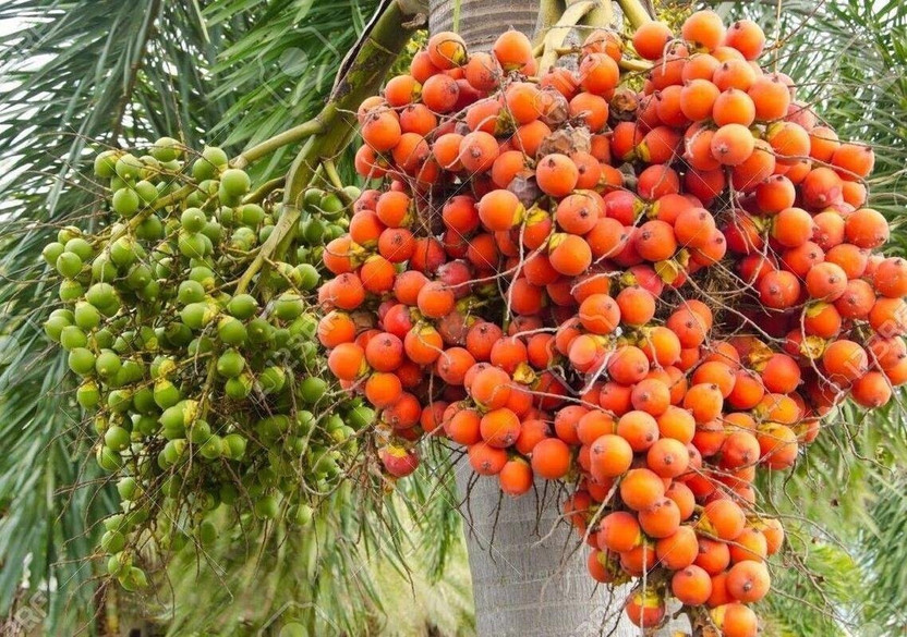 Bahan Traders Betel Nut/Supari Plant(Hybrid, Pack of 1)