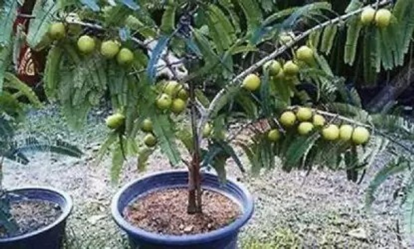 LaughEarth Amla Plant(Hybrid, Pack of 1)