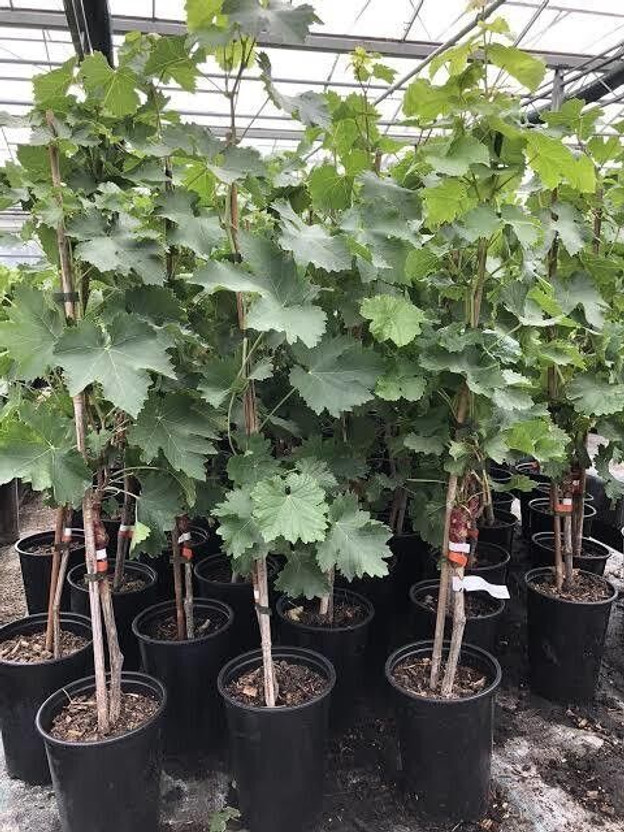 PetalPath Grapes Plant(Hybrid, Pack of 1)