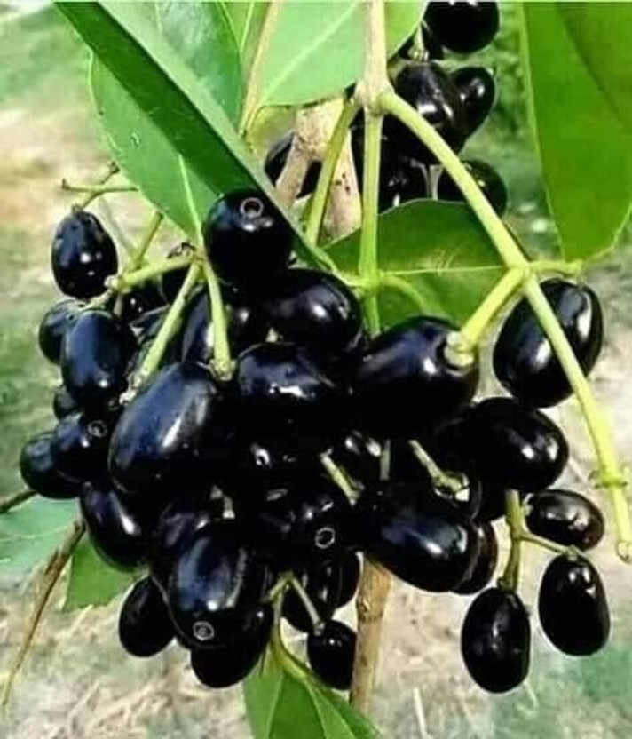 GREENCITY Jamun Plant(Hybrid, Pack of 1)