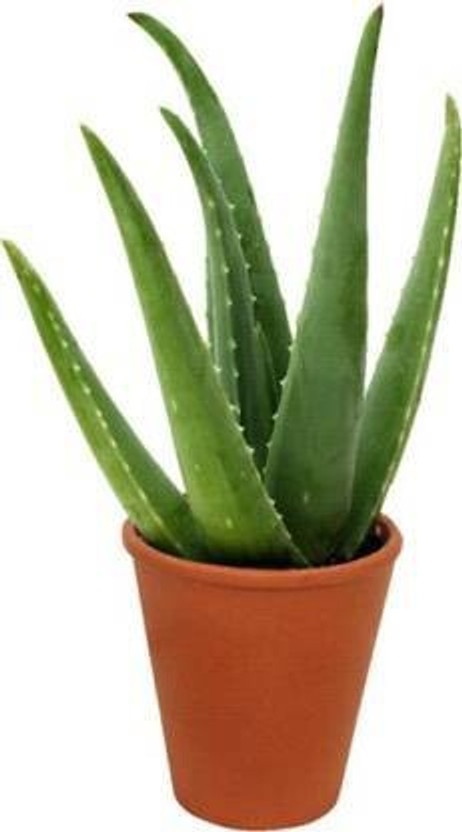 NRDhub Aloe Vera Plant(Hybrid, Pack of 1)