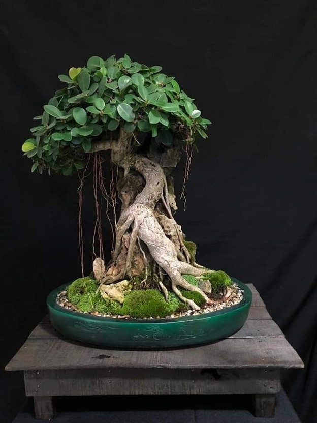 Wrenna Ficus Bonsai(Hybrid, Pack of 1)