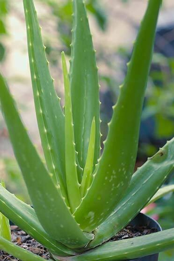 Cloud Farm Aloe Vera Plant(Hybrid, Pack of 1)
