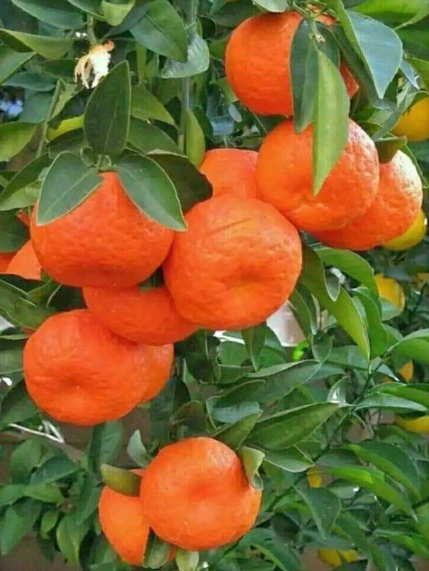 Fruitful Orange Plant(Hybrid, Pack of 1)