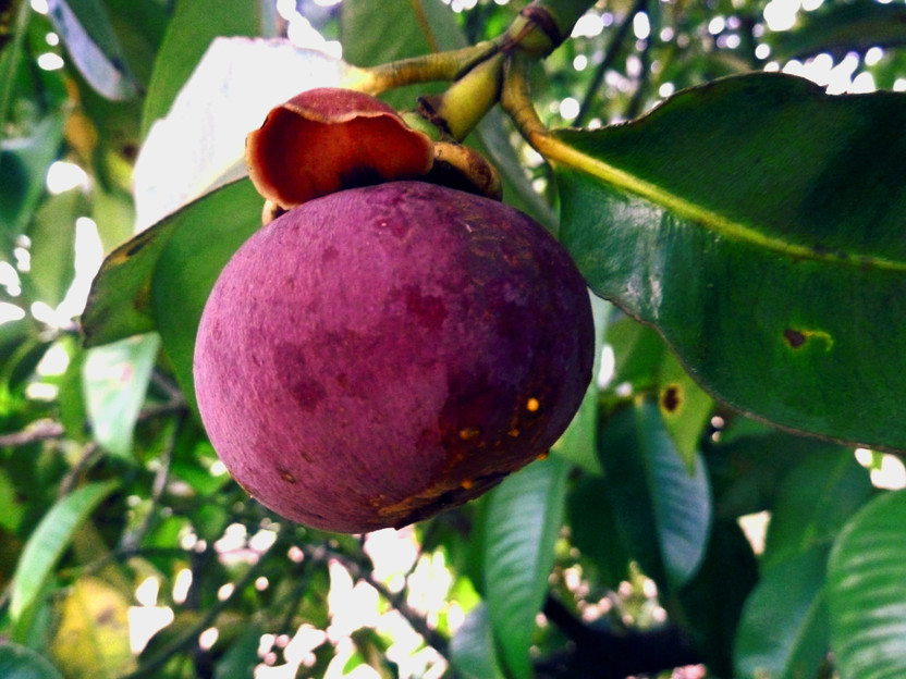 Cloud Farm Mangosteen Plant(Hybrid, Pack of 1)