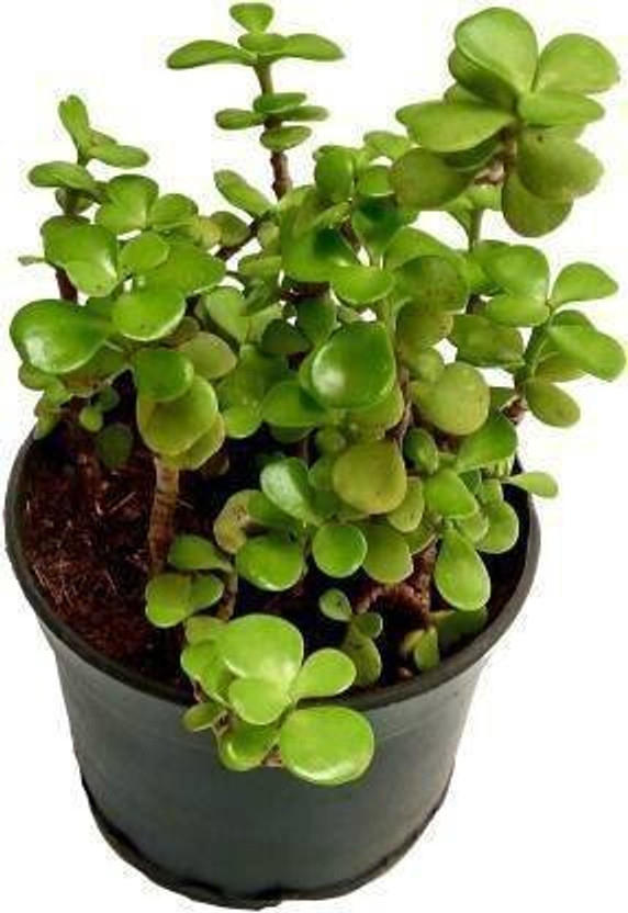 Cloud Cloud Farm Jade Plant  sapling(Hybrid, Pack of 1) - Flipkart Deal