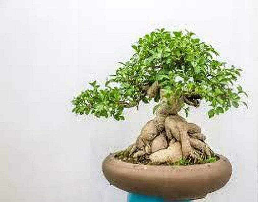 greenhousestore Ficus Plant(Hybrid, Pack of 1)