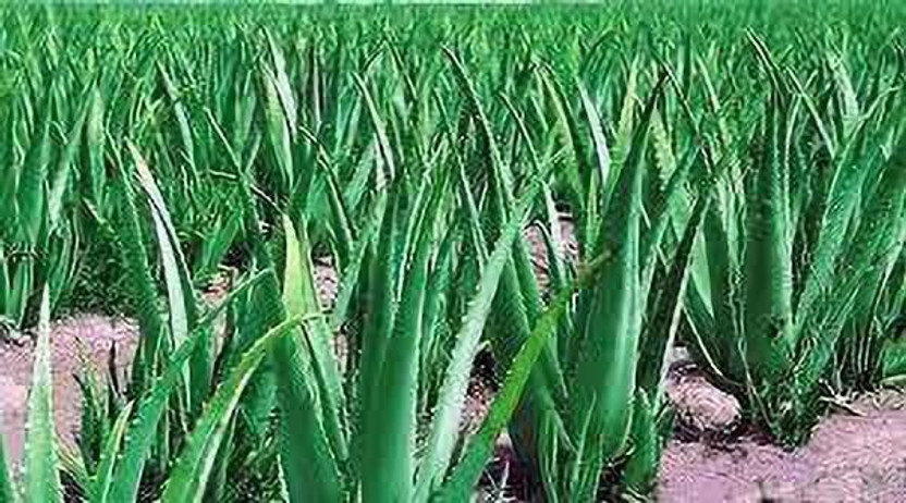 Aclipastal Aloe Vera Plant(Hybrid, Pack of 1)
