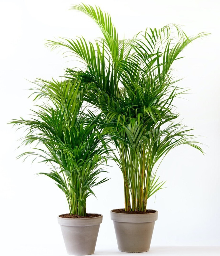 PLANTTOOZS Areca Palm  sapling(Hybrid, Pack of 2)