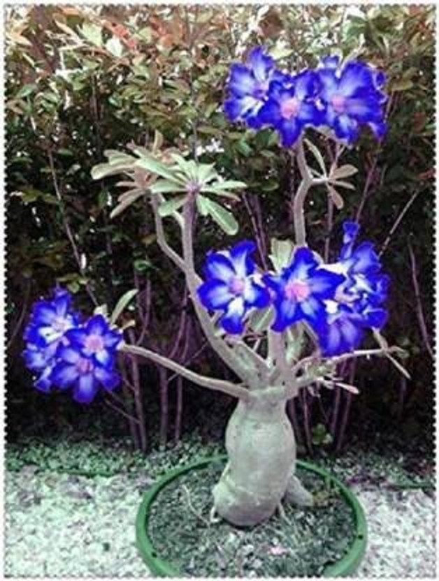 greenhousestore Adenium Plant  sapling(Hybrid, Pack of 1)