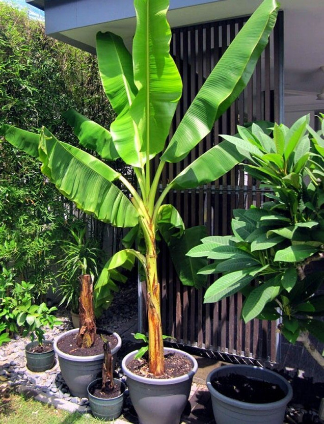 PetalPath Banana Plant(Hybrid, Pack of 1)