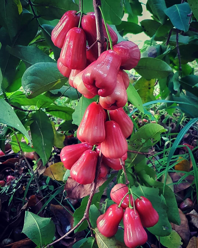 greenhousestore Java Plum Plant(Hybrid, Pack of 1)