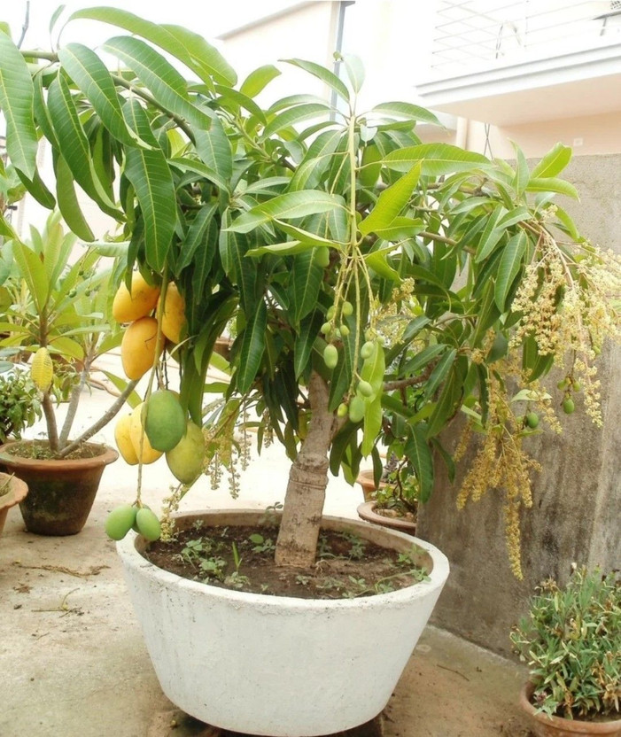 Aclipastal Mango Plant(Hybrid, Pack of 1)