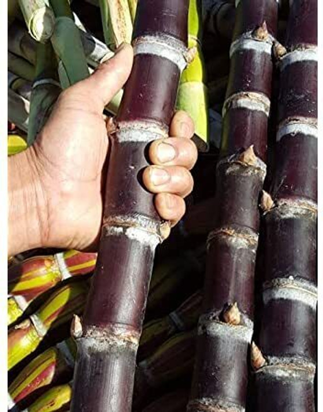 Oxygreenplant Sugarcane(Hybrid, Pack of 1)