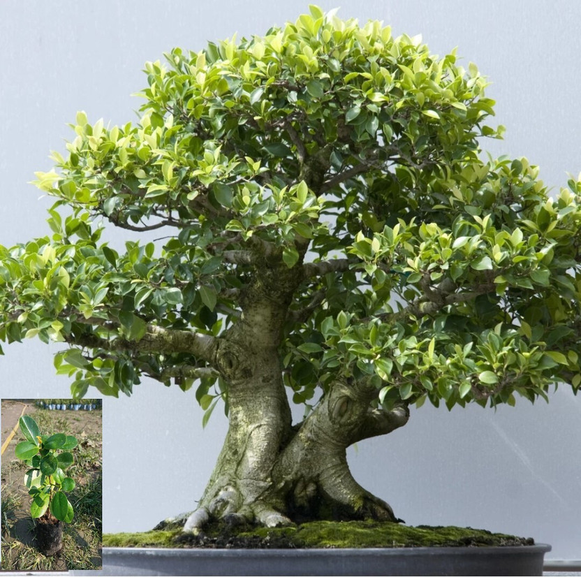 ADA China Palm Plant(Hybrid, Pack of 1)