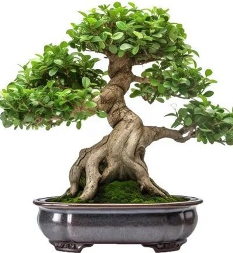BloomShadow Ficus Bonsai Plant(Hybrid, Pack of 1)