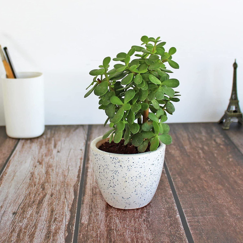 Adrita Jade Plant(Hybrid, Pack of 1)