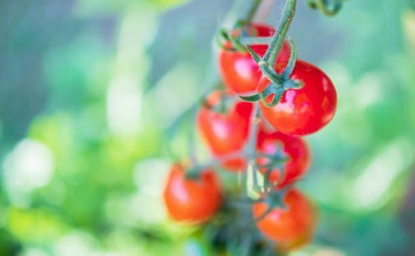 Silba Silba Raktashtha, Cheppu Thakkali, Thakkali Seed(60 per packet) - Flipkart Deal