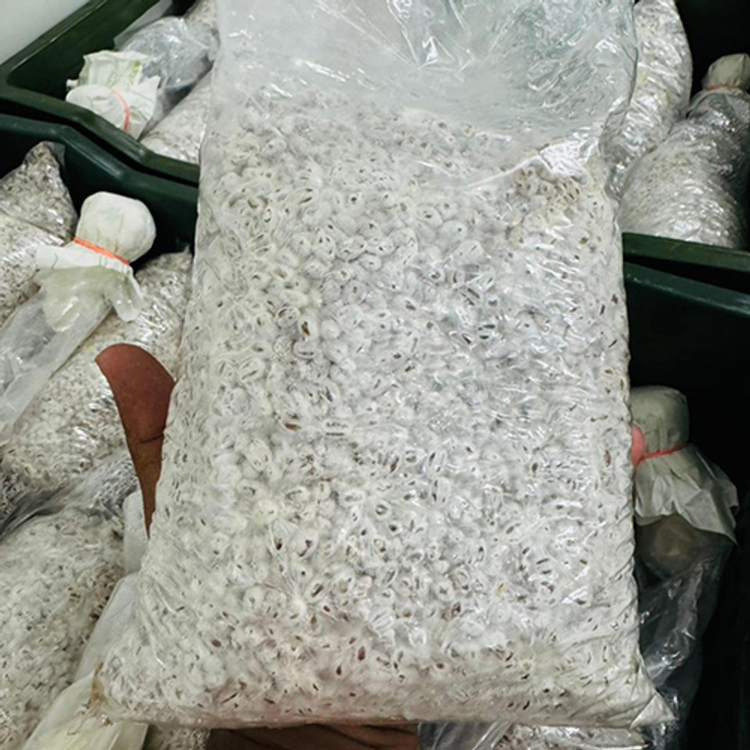 Dutta Oyster Mushroom Spawn/Seeds Edible CO2 Variety 200g Set*5= 1kg Seed(5000 per packet)