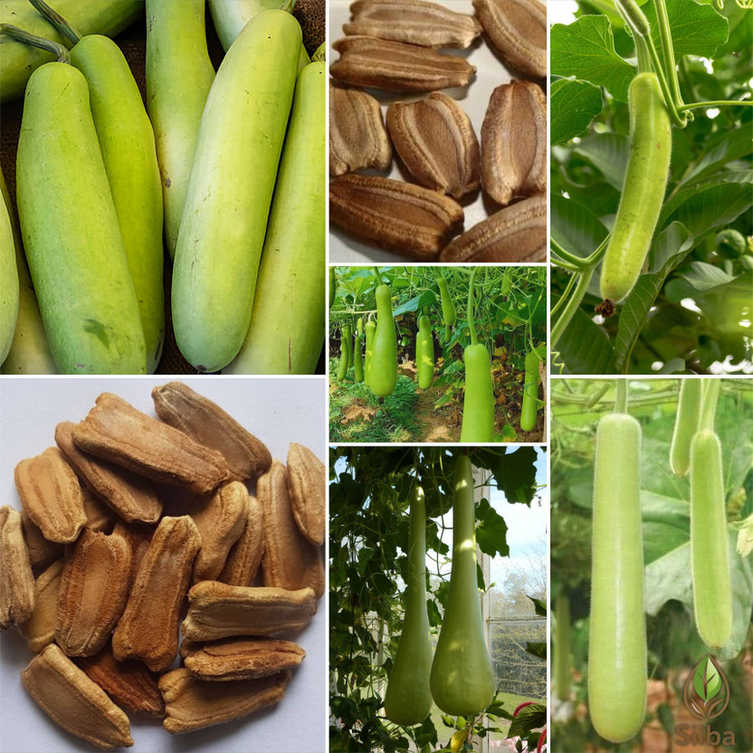 Silba Silba Kaddu, Alubu, Surakkai Seed(104 per packet) - Flipkart Deal