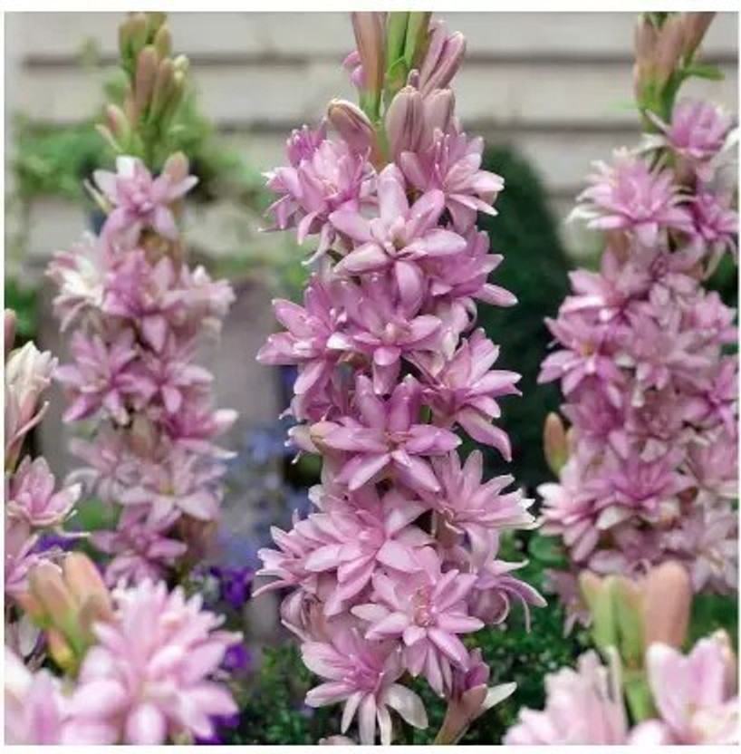 GREENSEA Tuberose, Rajnigandha Flower Seed(10 per packet)