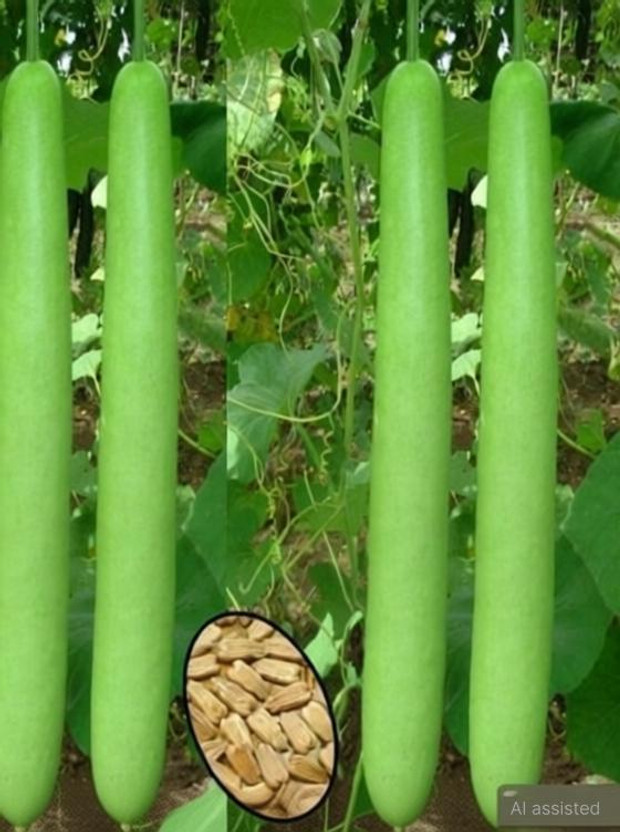 BHUSAN bottle gourd/ long louki seed pack of 25 only Seed(12 per packet)