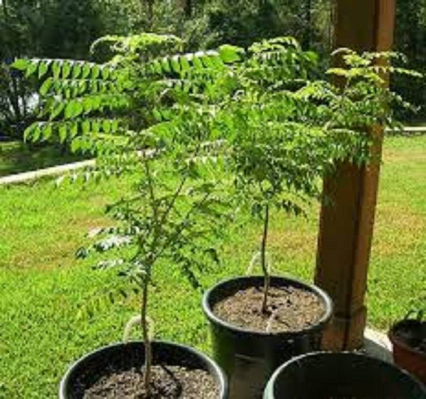 Sjeme CURRY PATTA, CURRY LEAF SEED, SWEET NEEM, kari bevu Seed Price in India Buy Sjeme CURRY