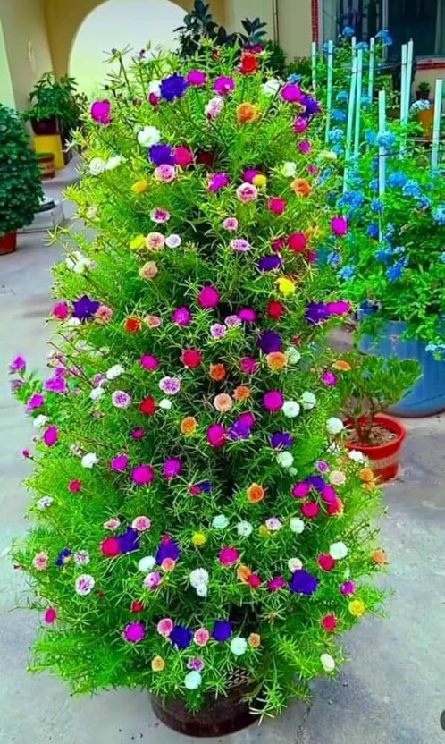 AVRAJIT Portulaca,Moss Rose flower,9 o clock flower,Sun Rose seeds Seed(50 per packet)