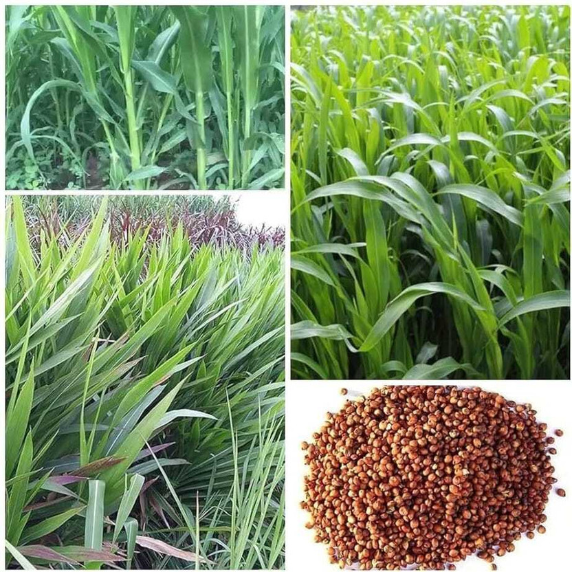 SEMINA VITA ® indonesia smart napier grass, super american 5g Seed(2100 per packet)