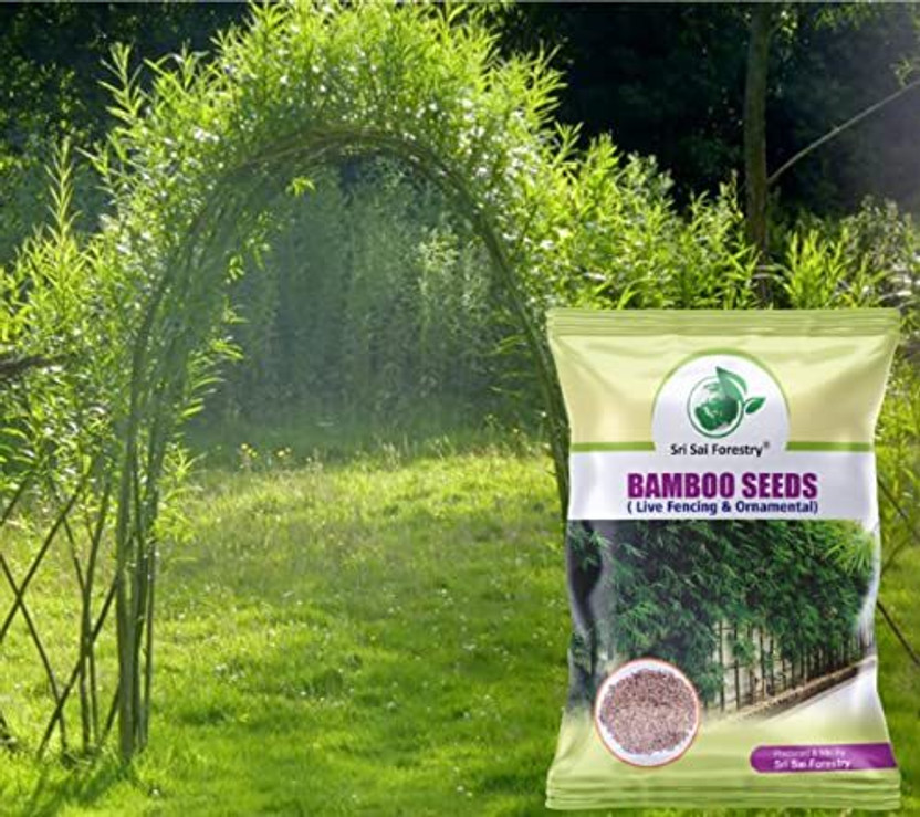 SRI SAI FORESTRY Bamboo Plant Seeds for Home Garden Seed(100 per packet)