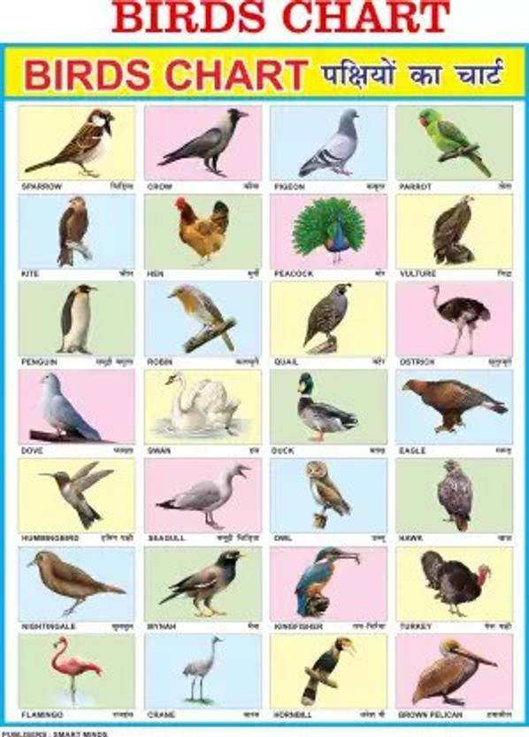 Birds Chart For Kids Hd 