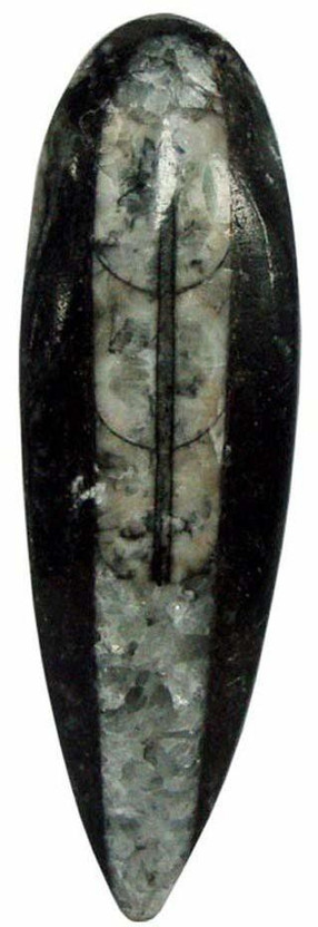 Shubhanjali Shubhanjali Crystal Orthoceras fossil Polished Kuber Stone,Orthoceras Cabochon,Finance Stone Decorative Showpiece  -  3 cm(Crystal, Grey) - Flipkart Deal