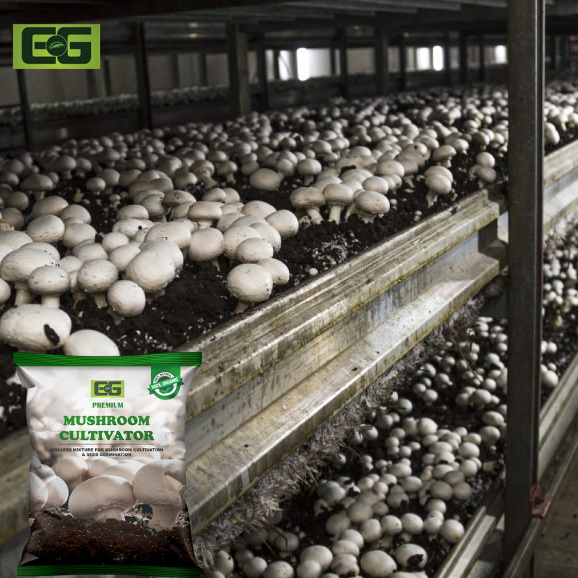 elamgreen Mushroom Cultivator Kit | Perfect for Beginners & Hobby Gardeners Soil(1 kg, Powder)