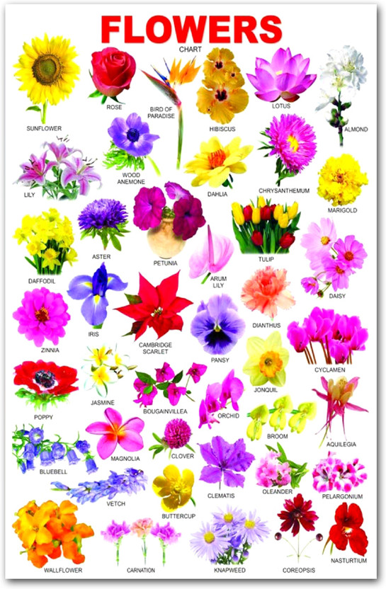 Flower Chart Wall Poster For Home Decor Vinayl Sticker 300GSM Thick (13X19 inch) Paper Print(33.02 inch X 48.26 inch)