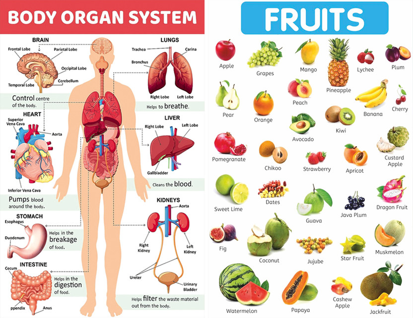 Body Part with Fruits chart Poster For Tution,Home,School Decor Vinayl Sticker Pack of 2(13X19 inch) Paper Print(33.02 inch X 48.26 inch)